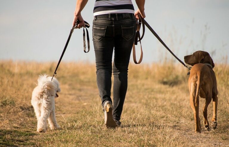 Люблять тишу і спокій: ТОП-5 найкращих порід собак для інтровертів - today.ua