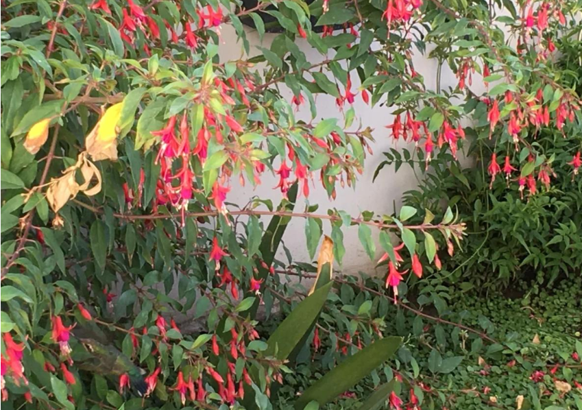 Тест на внимательность: на фото спряталась птичка, но найти ее не так просто - today.ua