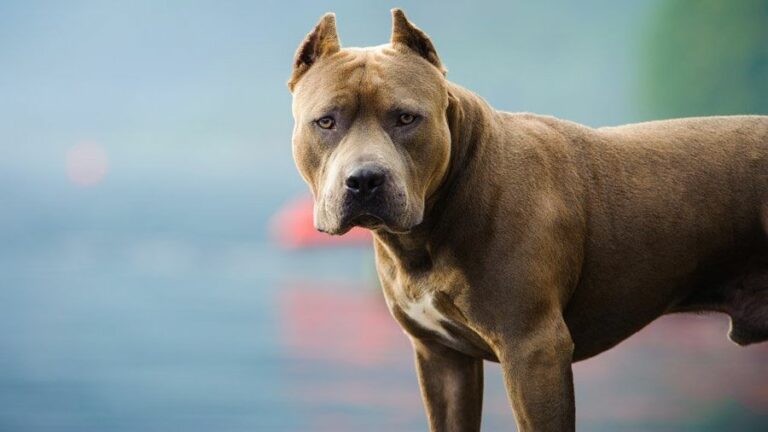 Не лучший друг: ТОП-5 пород собак, которые могут нести угрозу жизни человека     - today.ua