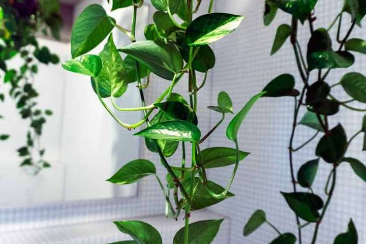 Комнатные растения принесут здоровье в дом при одном условии - сделайте, не пожалеете