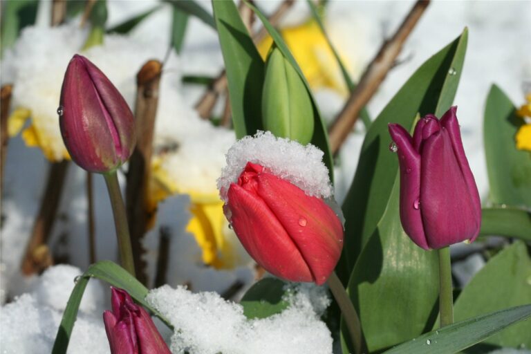 Температурные перепады и мокрый снег: синоптики огорчили прогнозом до конца апреля  - today.ua