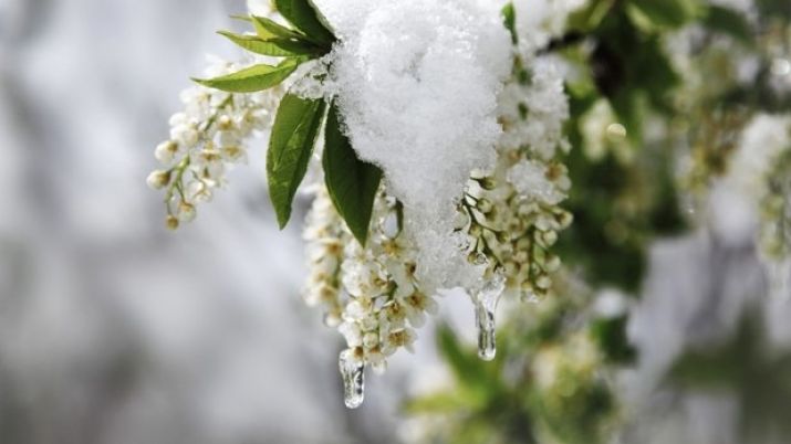 Аномальный апрель: синоптик рассказал, где выпадет до 30 см снега - today.ua