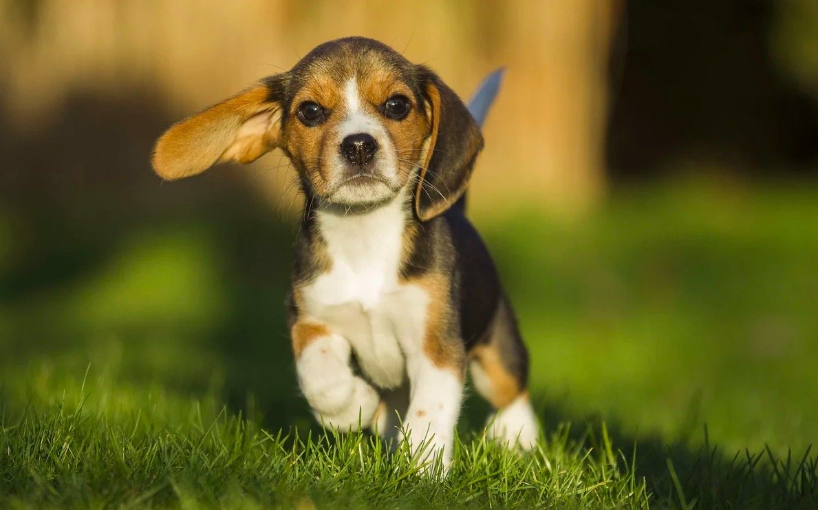 Талисманы удачи: ТОП-5 пород собак, которые сделают своих хозяев счастливыми и успешными - today.ua