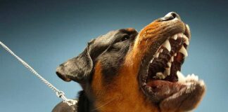 Розірвуть на частини: ТОП-3 породи собак з найсильнішим укусом  - today.ua