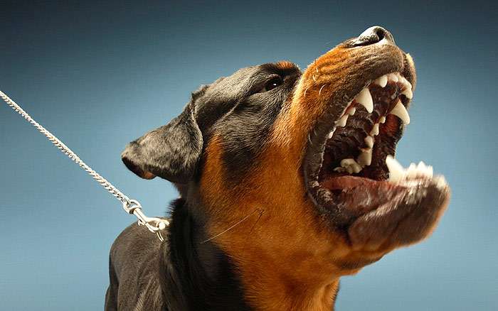 Розірвуть на частини: ТОП-3 породи собак з найсильнішим укусом  - today.ua