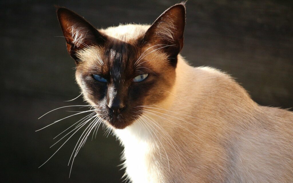 Настоящие хищники: ТОП-5 злых и агрессивных пород кошек