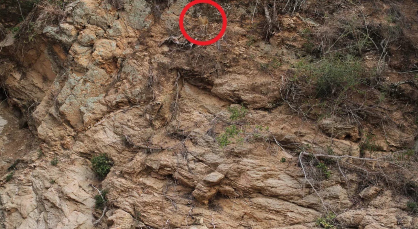 Тест на уважність: на фото сховався олень, спробуй відшукати його за 20 секунд