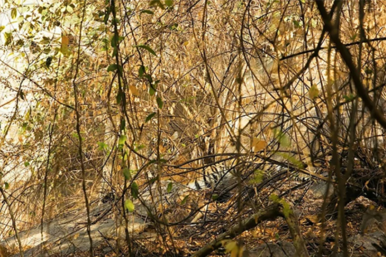 Тест на внимательность: найдите на фото тигра за 1 минуту, но это окажется не просто   - today.ua