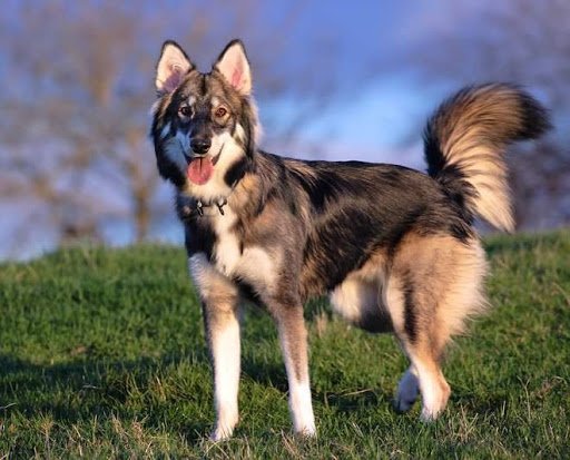 ТОП-5 гібридних порід собак з унікальною зовнішністю