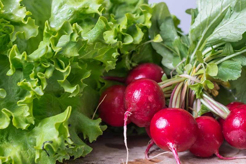 Вітамінний салат з редису і зелені: простий і смачний рецепт сезонної страви