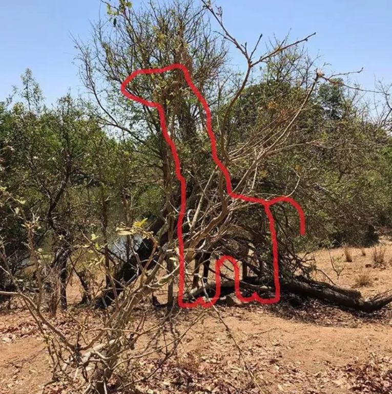 На фото зображений жираф, але знайти його за 15 секунд зможуть не всі