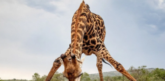 Уникальное фото жирафа, который сел на шпагат, покорило Сеть  - today.ua