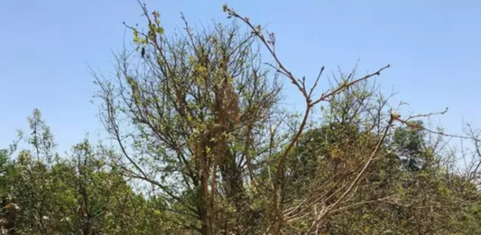 На фото зображений жираф, але знайти його за 15 секунд зможуть не всі - today.ua