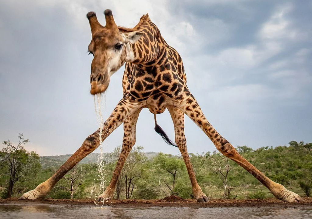 Уникальное фото жирафа, который сел на шпагат, покорило Сеть 