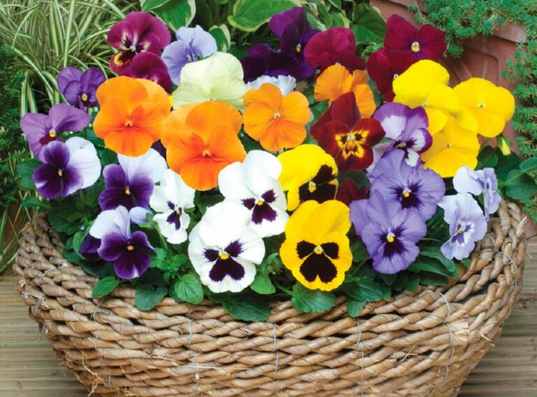 Свято 9 травня: для кого цвітуть фіалки в день Глафіри Горошниці - today.ua