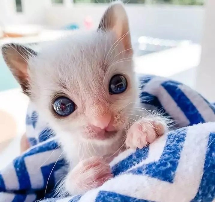 Очі - космос: дівчина врятувала хворе кошеня, подивіться, яким воно стало, коли підросло