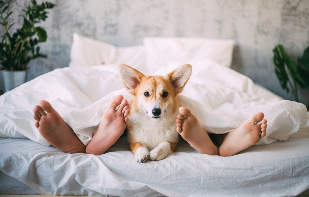 Чому собака повинен спати з вами в одному ліжку: ТОП-5 причин 