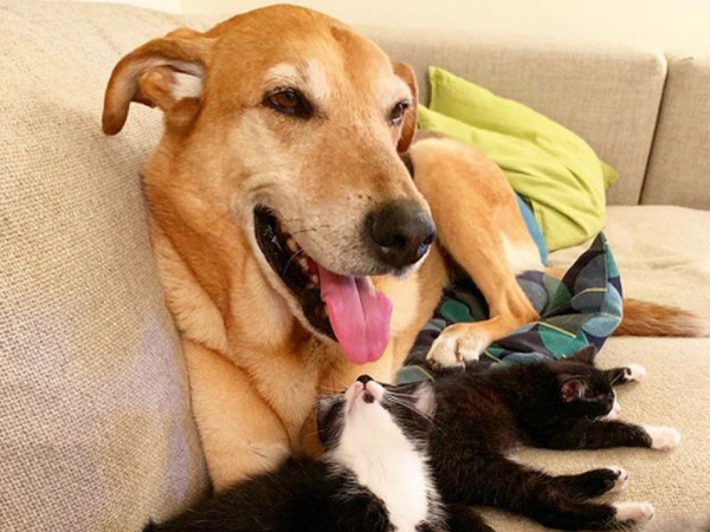 Пес стал "мамой" для котят-сирот: сеть всколыхнула чувственная история