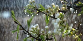 Дощі аж до літа: синоптики озвучили прогноз погоди в Україні до кінця травня - today.ua