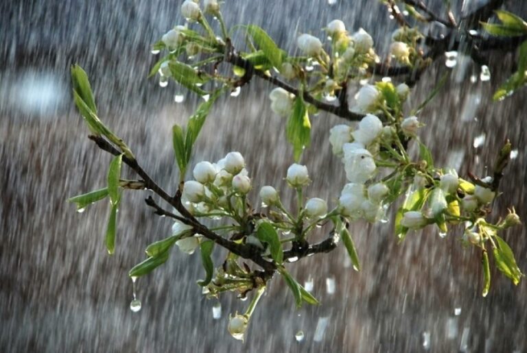 Дощі аж до літа: синоптики озвучили прогноз погоди в Україні до кінця травня - today.ua