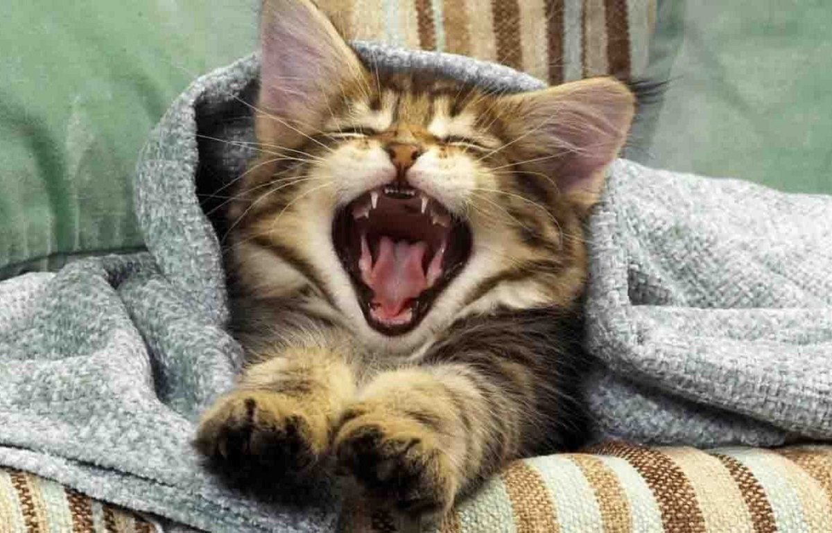 Топ-5 модних, але вредних порід кішок, які стануть причиною проблем - today.ua