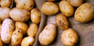 Молода картопля може бути небезпечною для здоров'я: кому краще відмовитись від сезонного овоча - today.ua