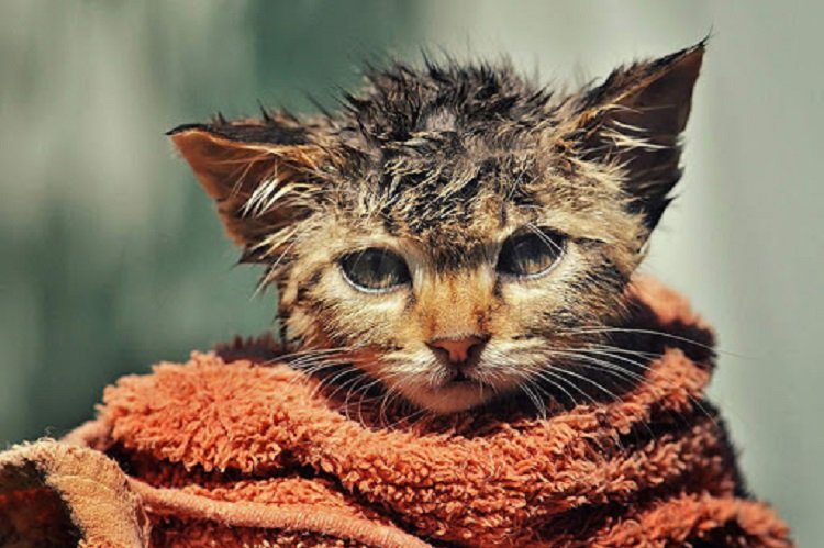 Дуже смішні фото котів: десять доказів, що домашні тварини – майже люди