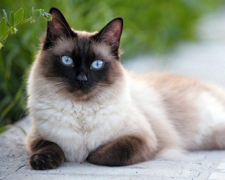 Кошки оберегают дом от зла и болезней: уникальные способности пушистых красавиц - today.ua