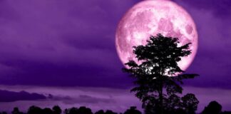 Квітковий Місяць у травні 2020: змови і ритуали на виконання бажань - today.ua