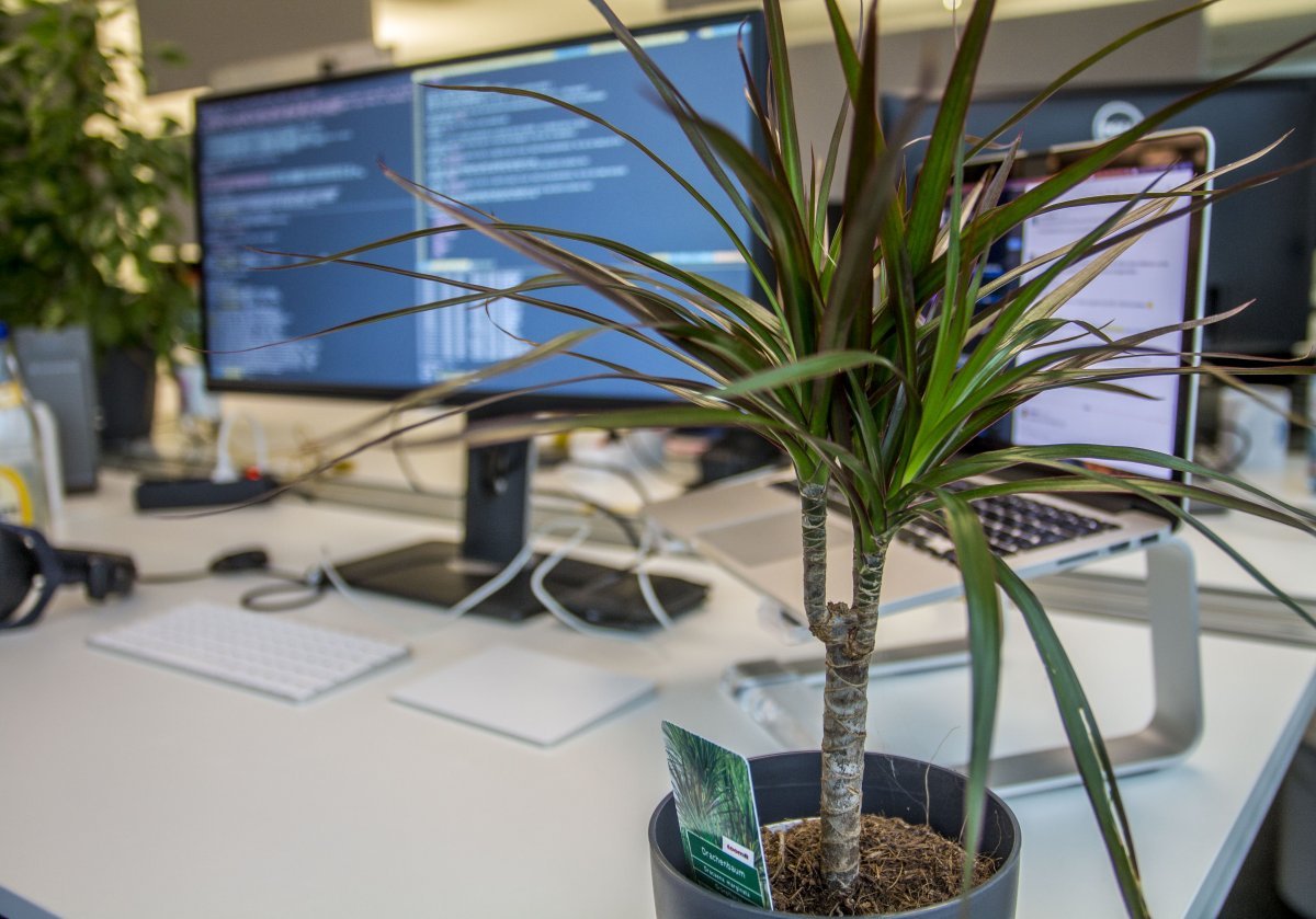 Які кімнатні рослини захистять від електромагнітного випромінювання комп'ютера