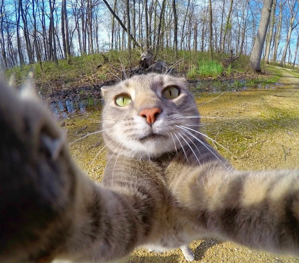 Дуже смішні фото котів: десять доказів, що домашні тварини – майже люди