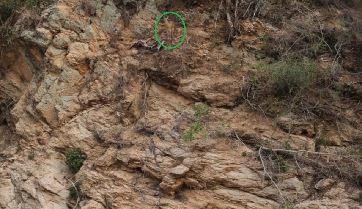 Тест на внимательность: найдите оленей среди скал за 20 секунд