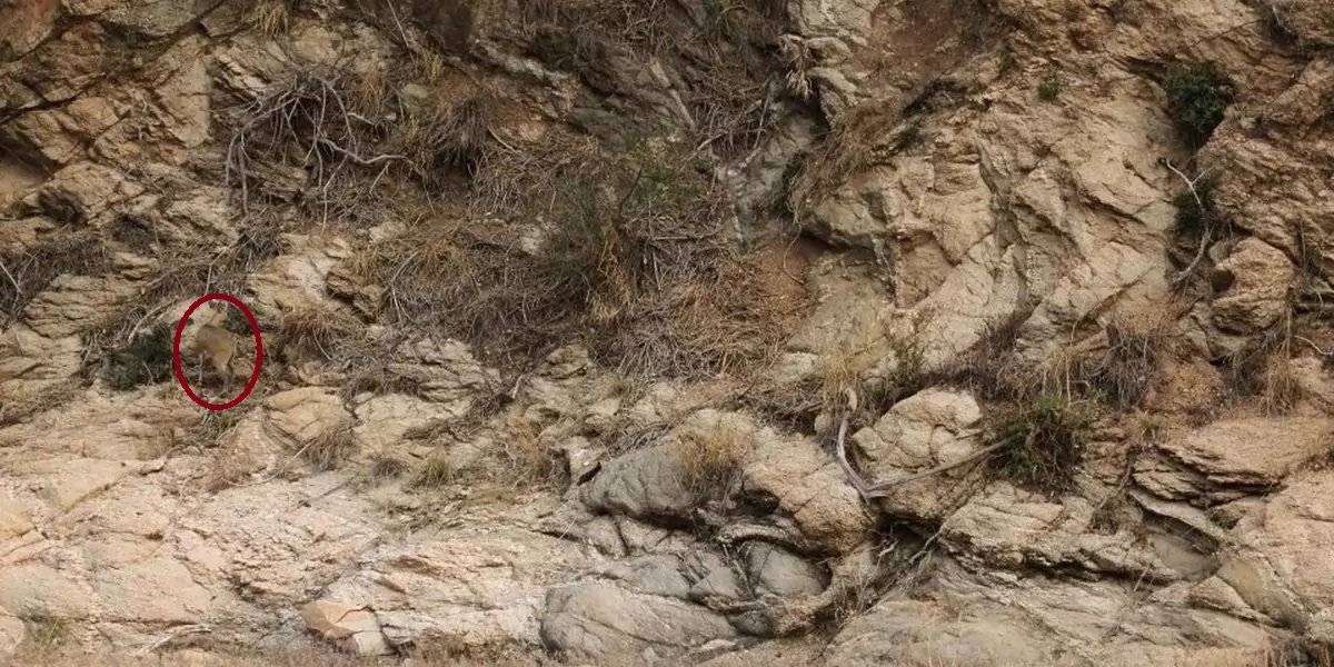 Тест на уважність: знайдіть оленів серед скель за 20 секунд