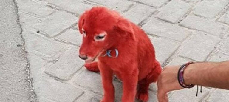 Чоловік купив незвичайне червоне цуценя: він був в шоці, коли дізнався правду про собаку - today.ua