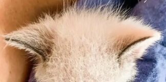 Глаза - космос: девушка спасла больного котенка, посмотрите, каким он стал, когда подрос - today.ua