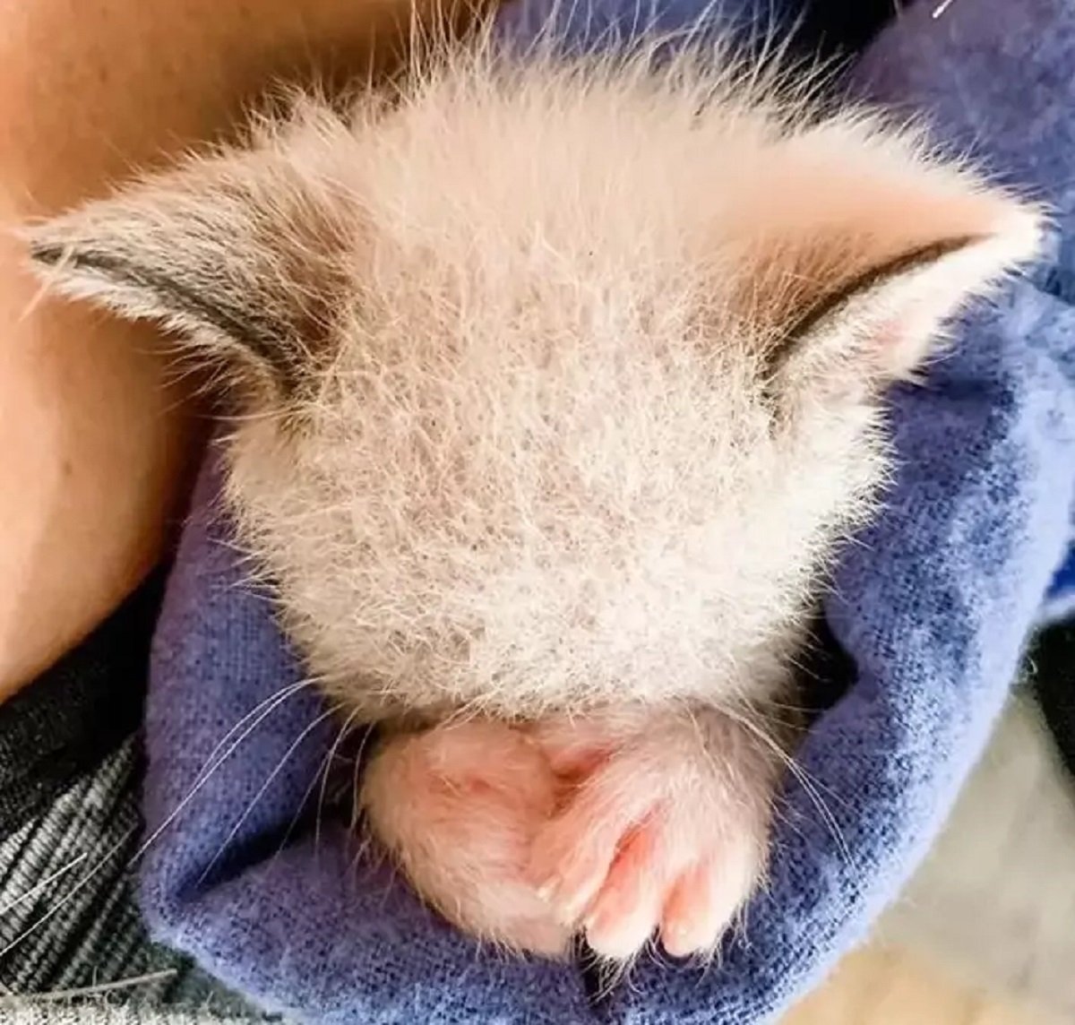 Глаза - космос: девушка спасла больного котенка, посмотрите, каким он стал, когда подрос - today.ua