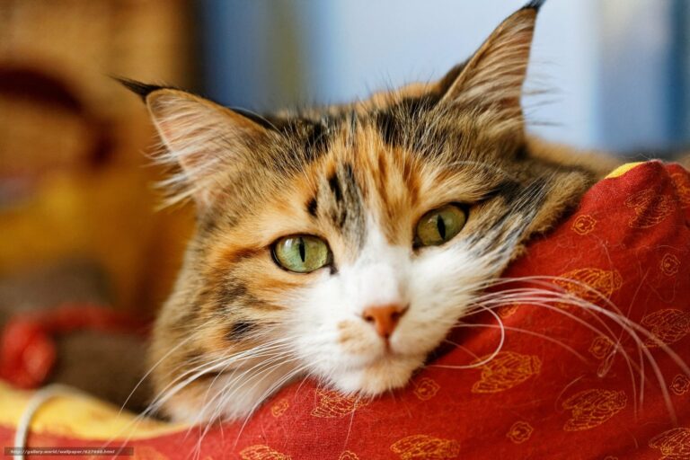 Очень смешные фото кошек: десять доказательств, что домашние животные – почти люди - today.ua