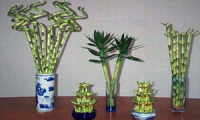 Эти комнатные растения привлекают в дом деньги и богатство