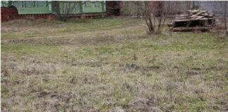Тест на внимательность: найдите кота на траве за 30 секунд - today.ua