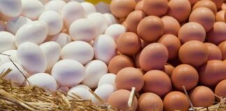 Яка існує різниця між коричневими та білими яйцями - today.ua