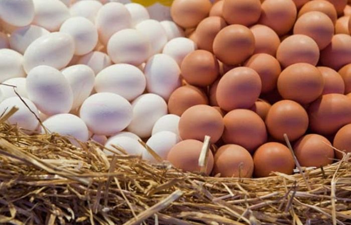 Яка існує різниця між коричневими та білими яйцями - today.ua
