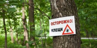 Боротьба з кліщами: як не підхопити шкідника під час перебування в лісі - today.ua