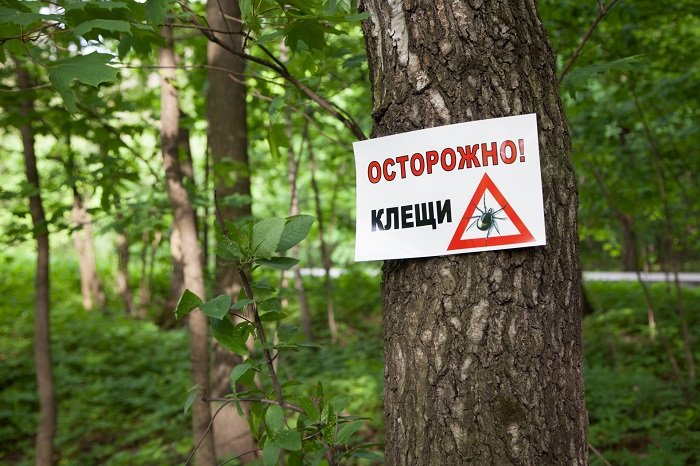 Борьба с клещами: как не подхватить вредителя во время пребывания в лесу - today.ua