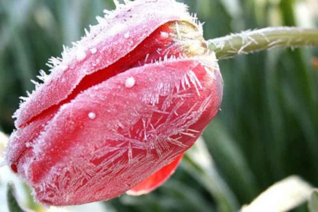 В Україну прийдуть заморозки: синоптики розповіли, які регіони накриє негода