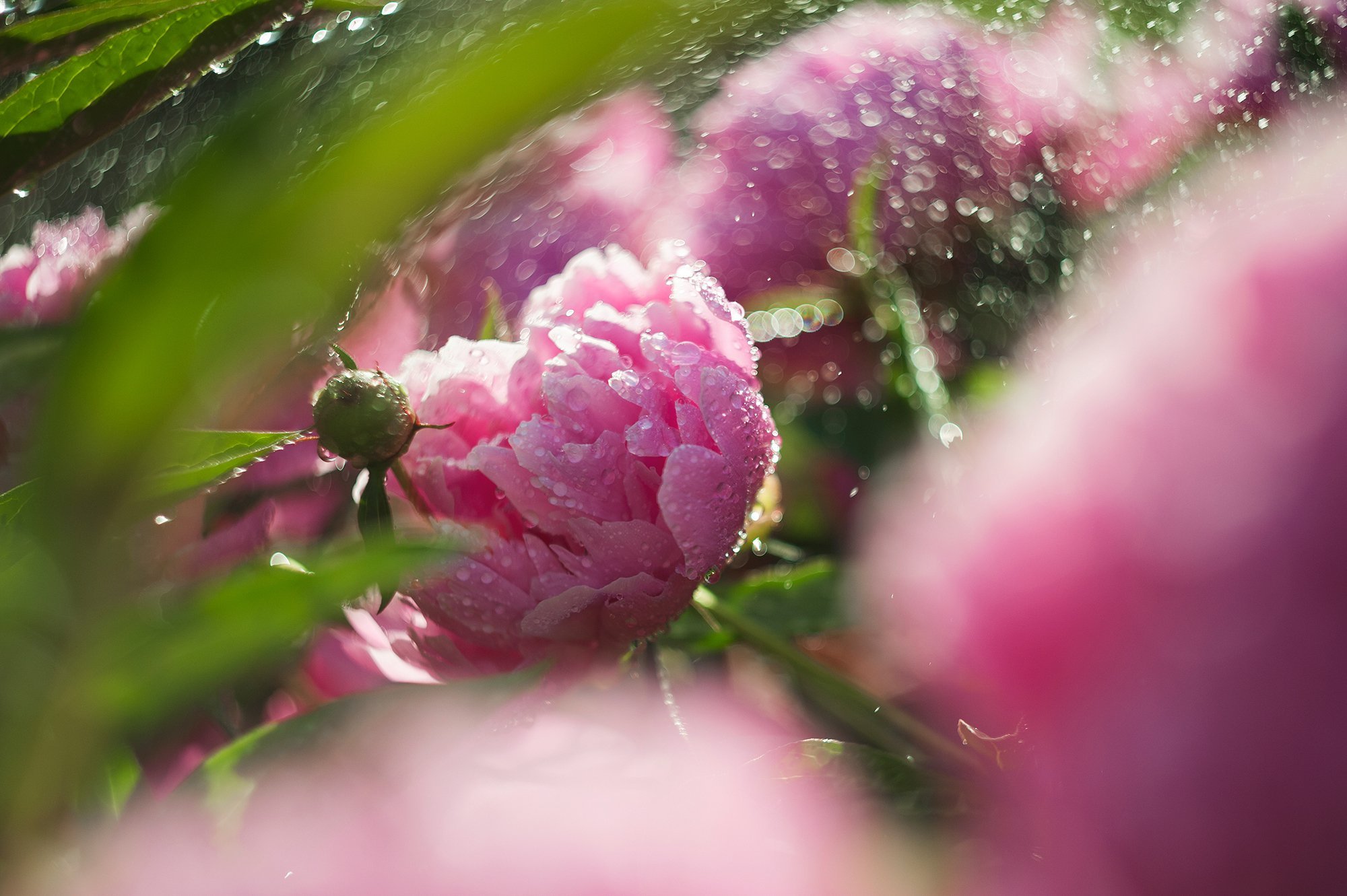 Украину зальет дождями и  засыплет градом: синоптики огорчили украинцев новым прогнозом