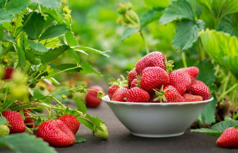 Перші ягоди: на що варто звернути увагу при купівлі ранньої полуниці - today.ua