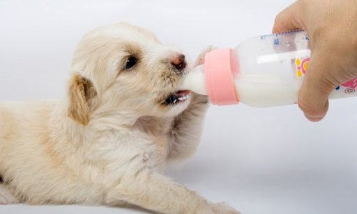 Продукти, якими заборонено годувати собак 