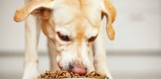 Продукты, которыми запрещено кормить собак   - today.ua