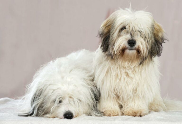 Названы самые популярные клички собак для разных пород - today.ua