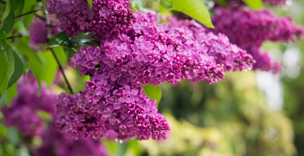 Праздник 5 мая: что запрещено и разрешено делать в День Луки